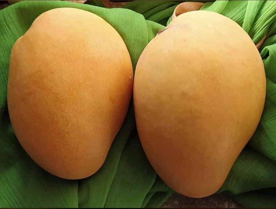 Fruit Protection Covers thumbnail 3