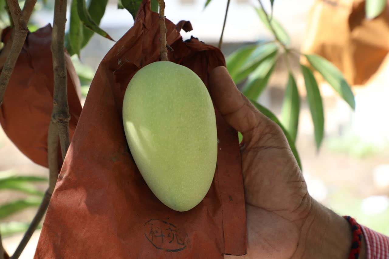 Mango protected with fruit cover to reduce insect marks and sun damage